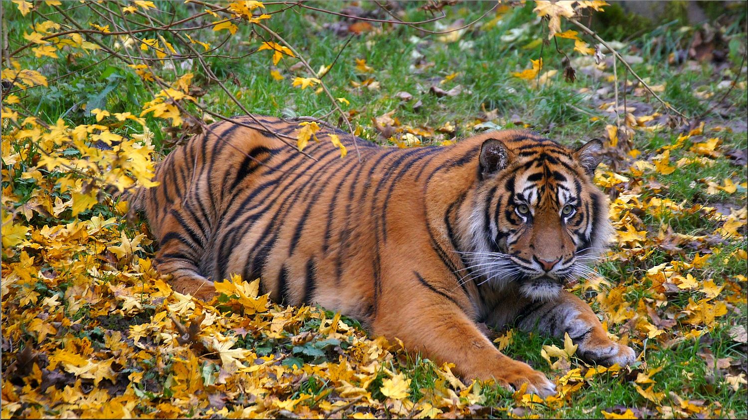 Tiger Kater Djhala am 15 November 2014 im Augsburger Zoo