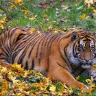 Tiger Kater Djhala am 15 November 2014 im Augsburger Zoo