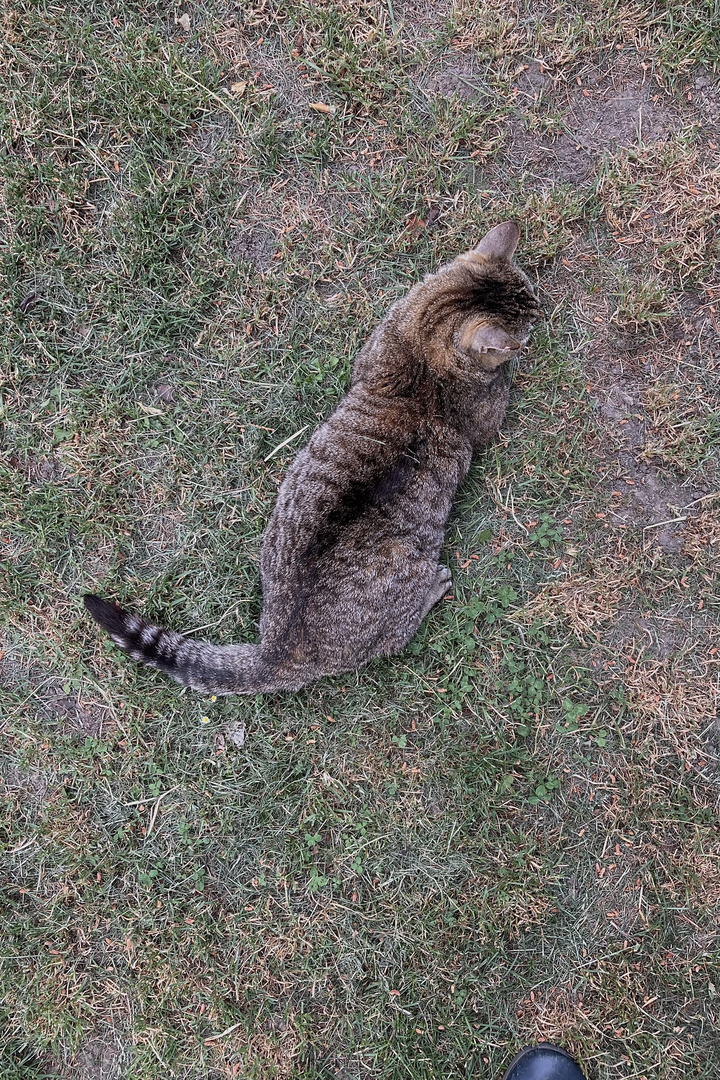 Tiger kauert auf Rasen.