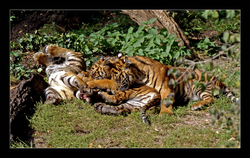 Tiger Kids beim spielen