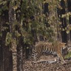 Tiger Kill - Pench National Park, Indien