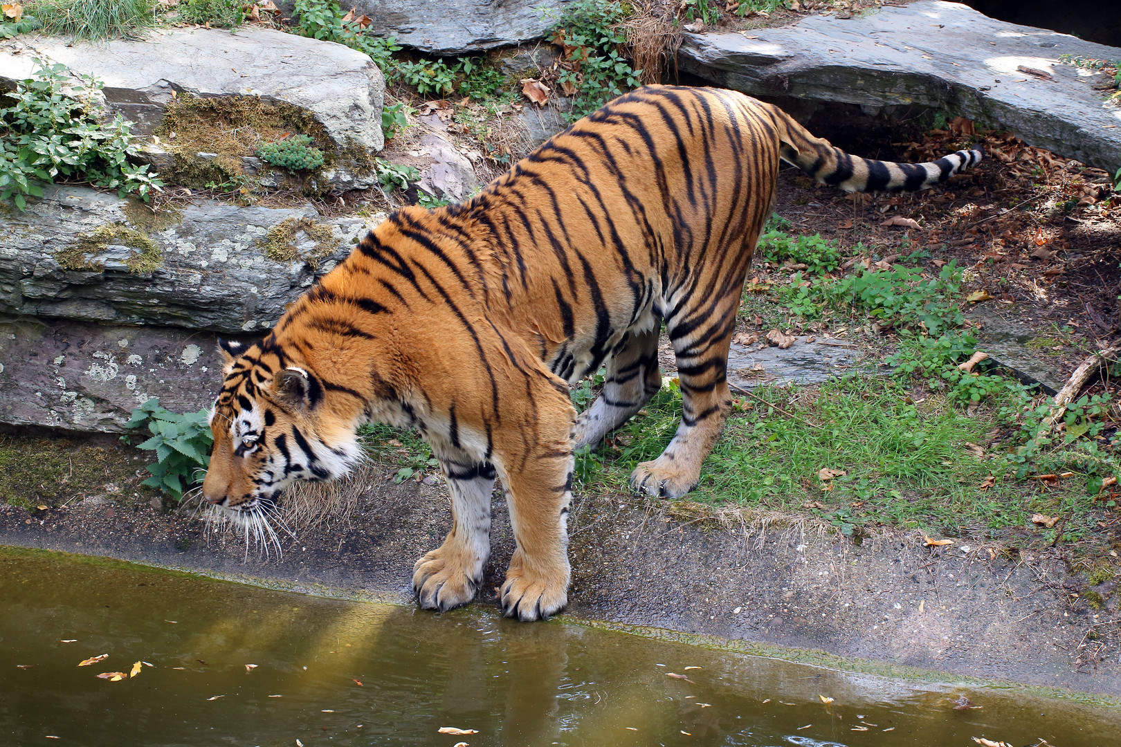 Tiger - Kölner Zoo