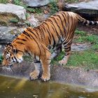 Tiger - Kölner Zoo
