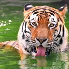 Tiger, Kölner Zoo