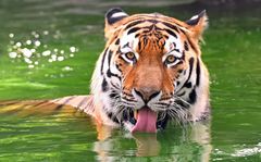 Tiger, Kölner Zoo
