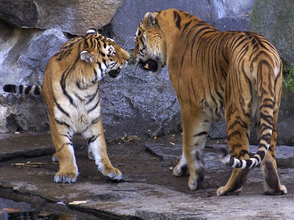 Tiger-Konversation
