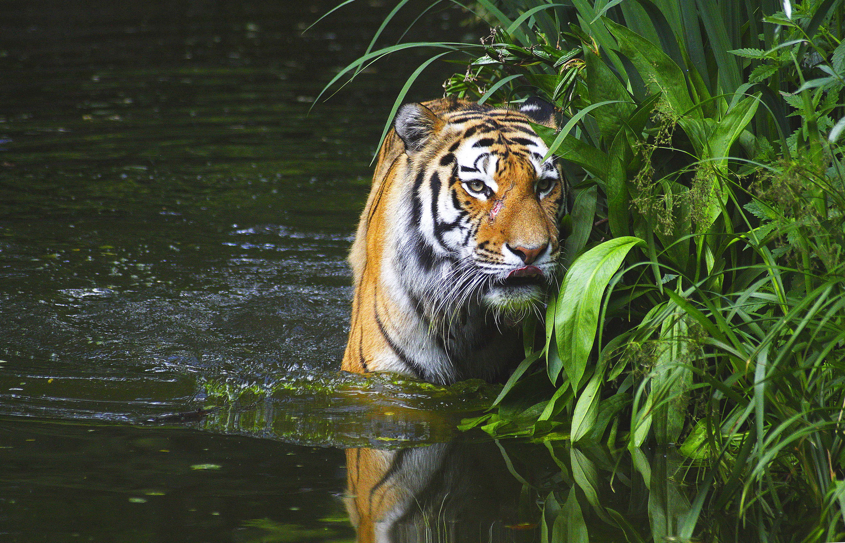 Tiger kühlt sich ab