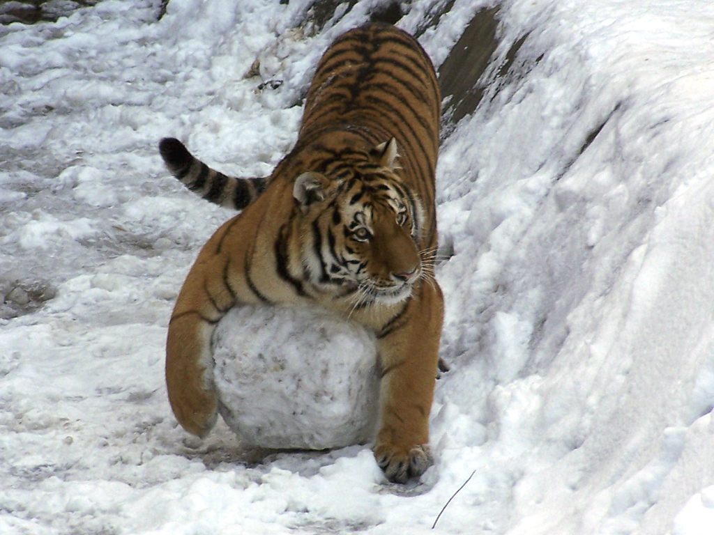 Tiger - Kugeleis