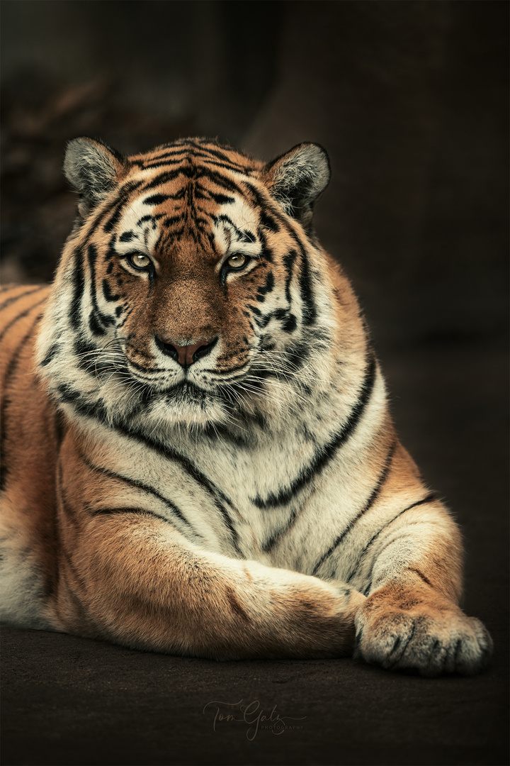 Tiger-Lady in Pose