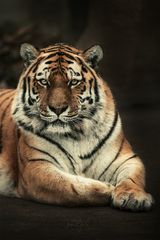 Tiger-Lady in Pose