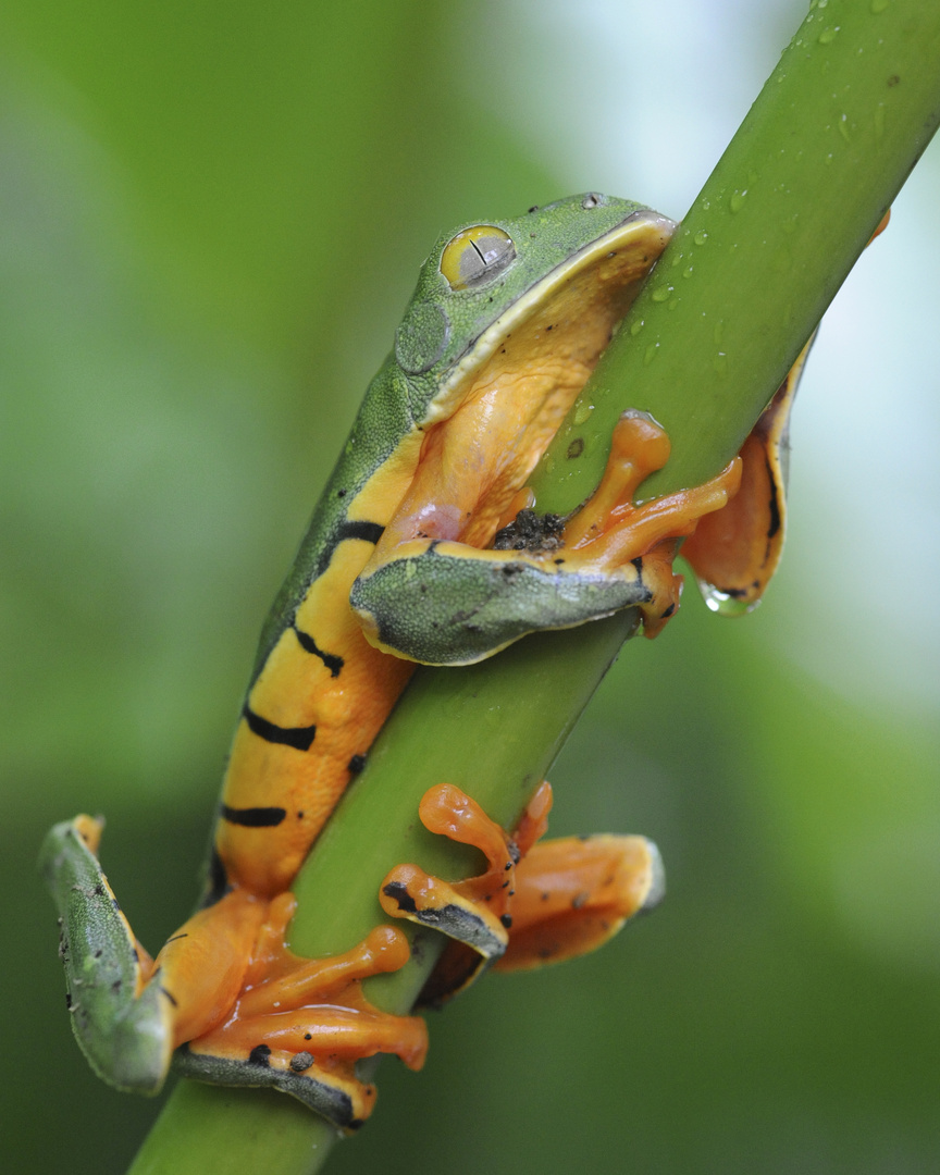 Tiger Leaf Frog