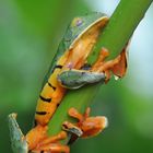 Tiger Leaf Frog