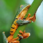 Tiger Leaf Frog