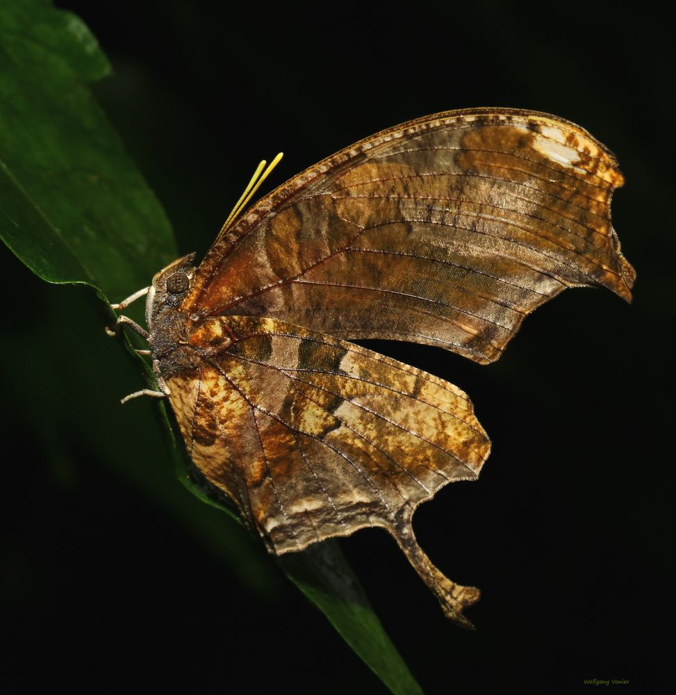 Tiger Leafwing-Consul fabius