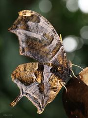 Tiger Leafwing Consul fabius