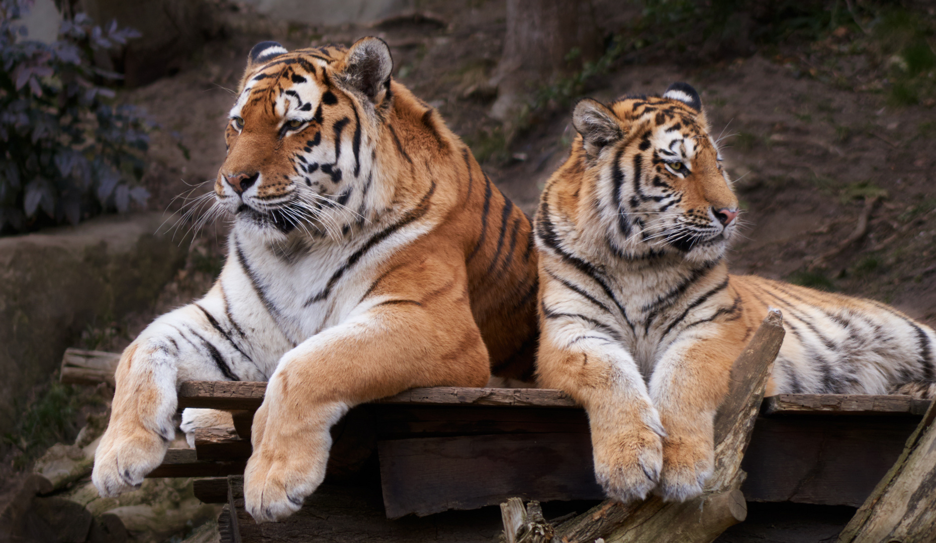 Tiger Leipziger Zoo