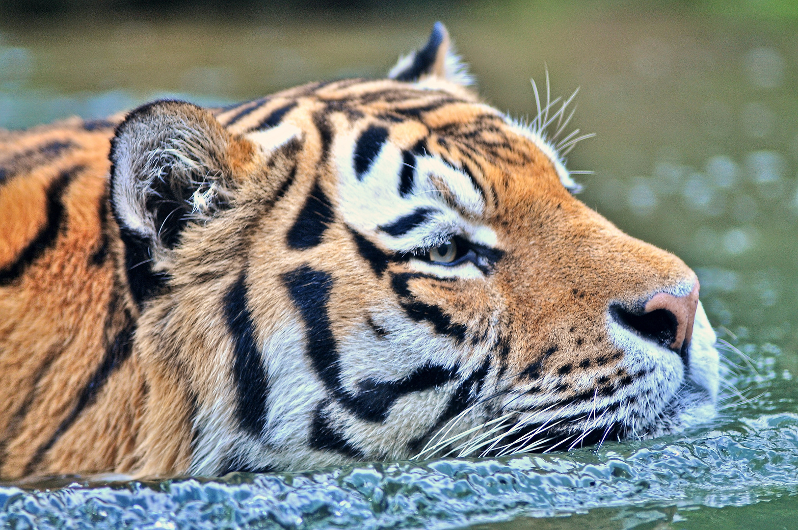 Tiger lieben das Wasser