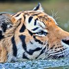 Tiger lieben das Wasser