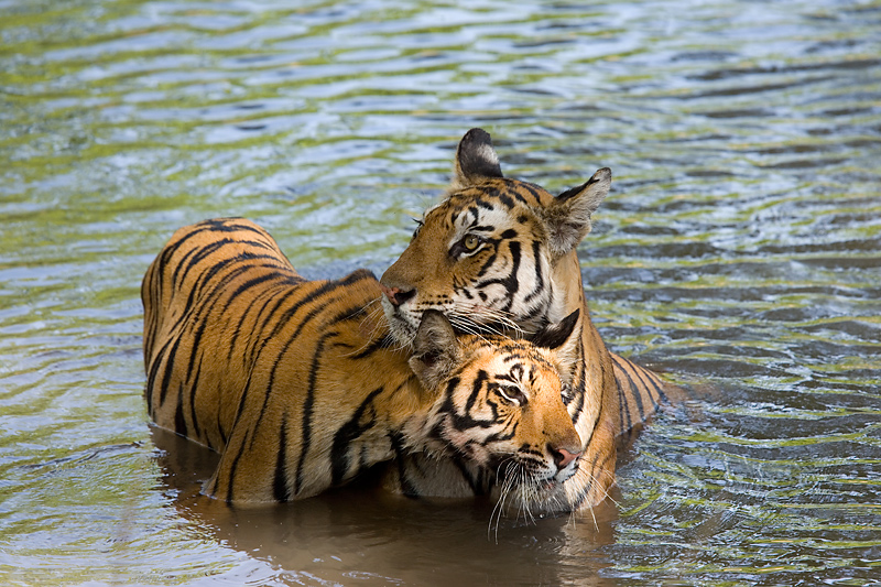 Tiger lieben das Wasser