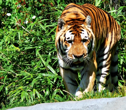 Tiger... life...:-)