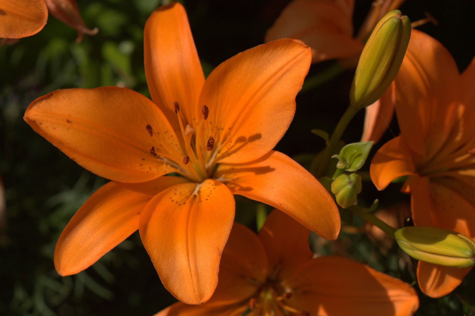 Tiger Lilies