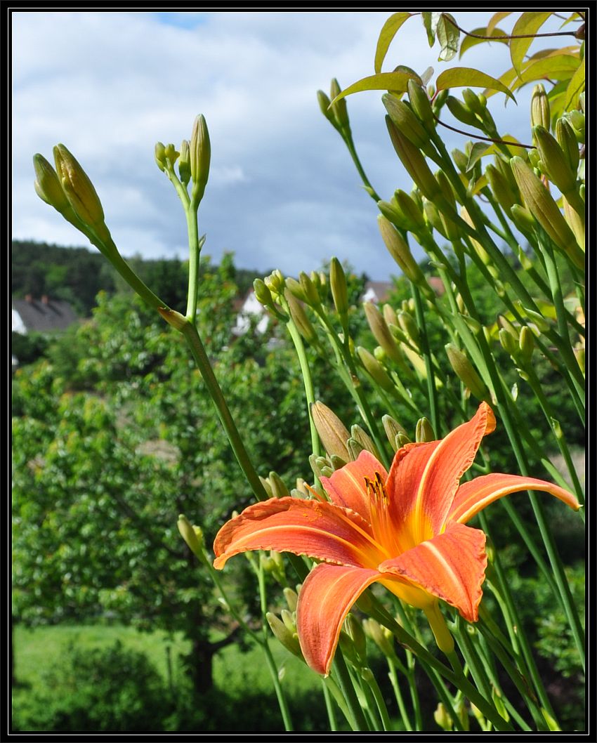 Tiger-Lillie, erste Blüte 2013