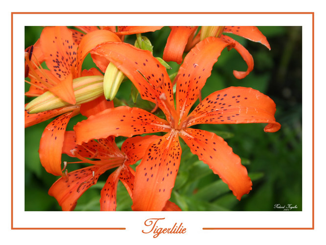 Tiger Lilly