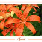 Tiger Lilly