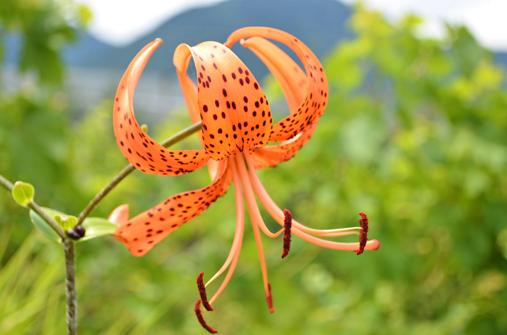 Tiger lily