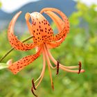 Tiger lily