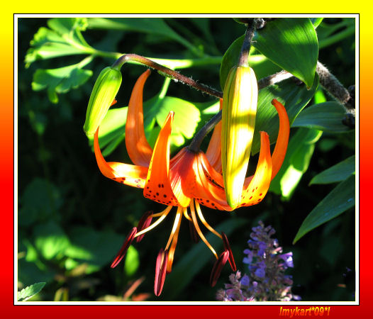 tiger lily and buds