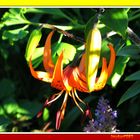 tiger lily and buds