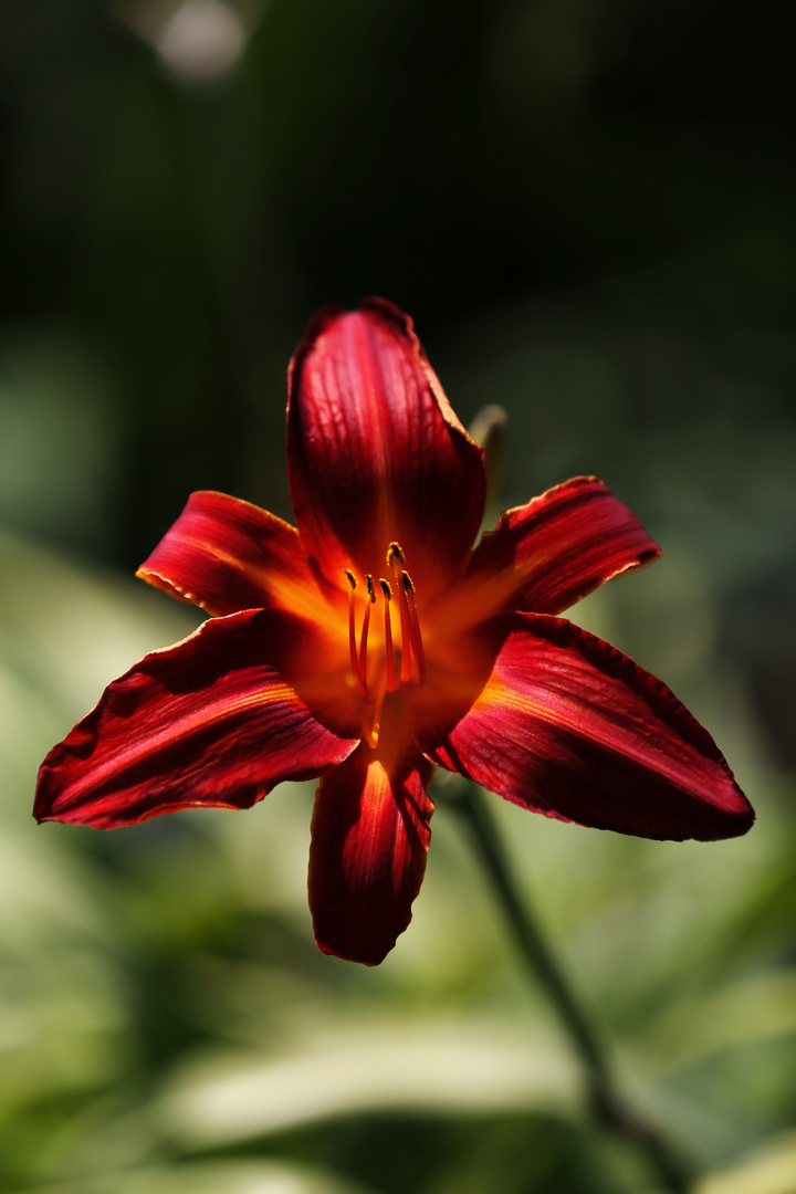 Tiger Lily - Lilium Lancifolium