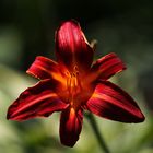 Tiger Lily - Lilium Lancifolium