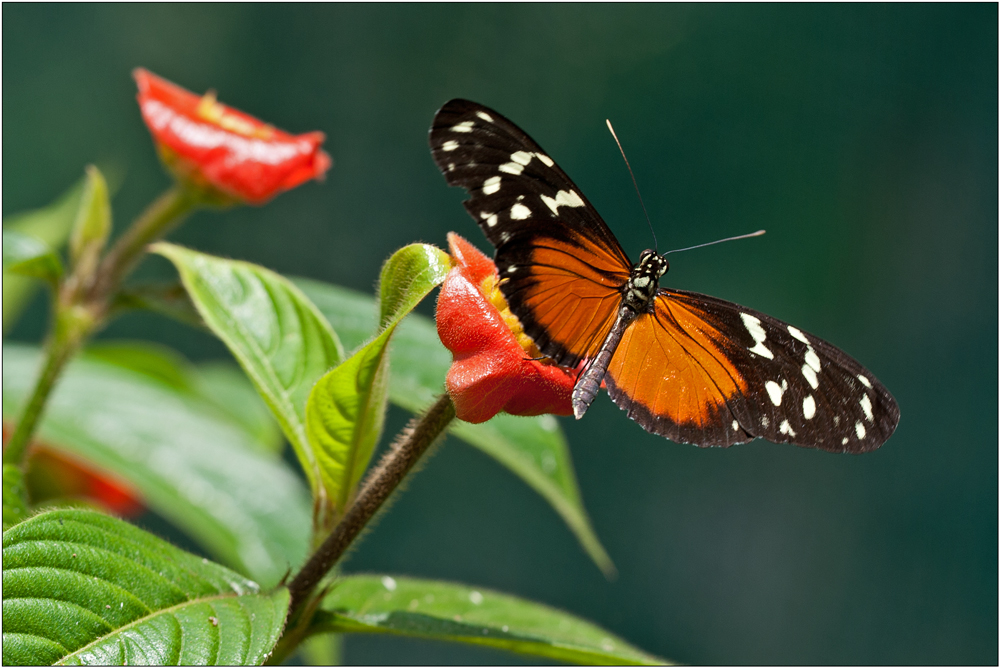 Tiger Longwing