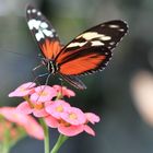 Tiger Longwing Butterfly