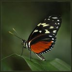 TIGER  LONGWING  ( Heliconius hecale )