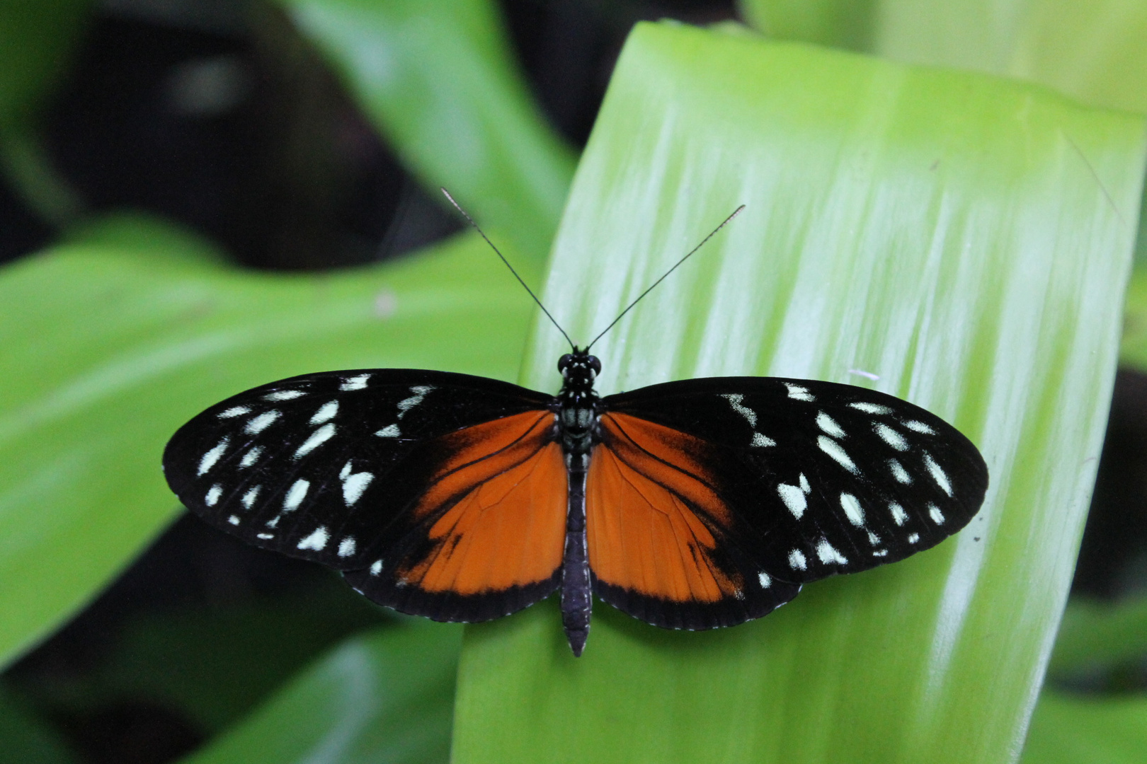 Tiger Longwing (Heliconius hecale) Butterfly