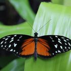 Tiger Longwing (Heliconius hecale) Butterfly