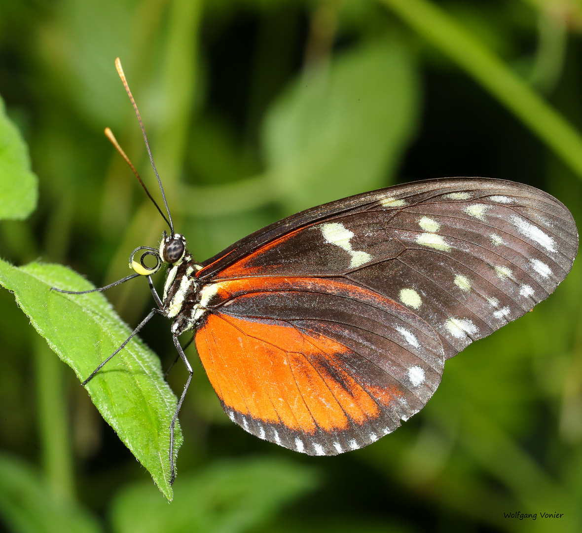 Tiger Longwing Heliconus hecale