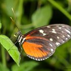 Tiger Longwing Heliconus hecale