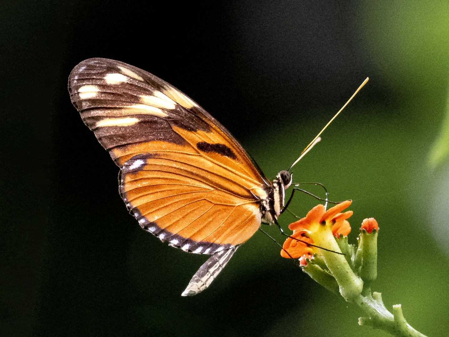 'Tiger Longwing' im Regenwald in Costa Rica