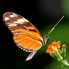 'Tiger Longwing' im Regenwald in Costa Rica