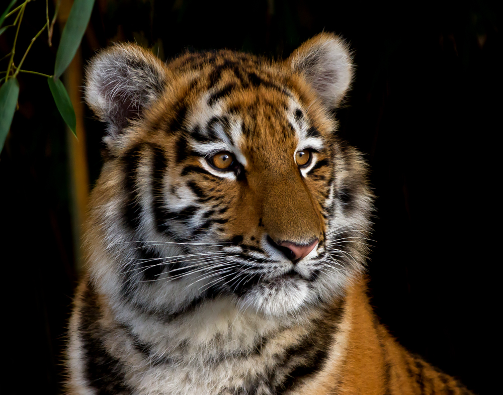 Tiger Mädchen