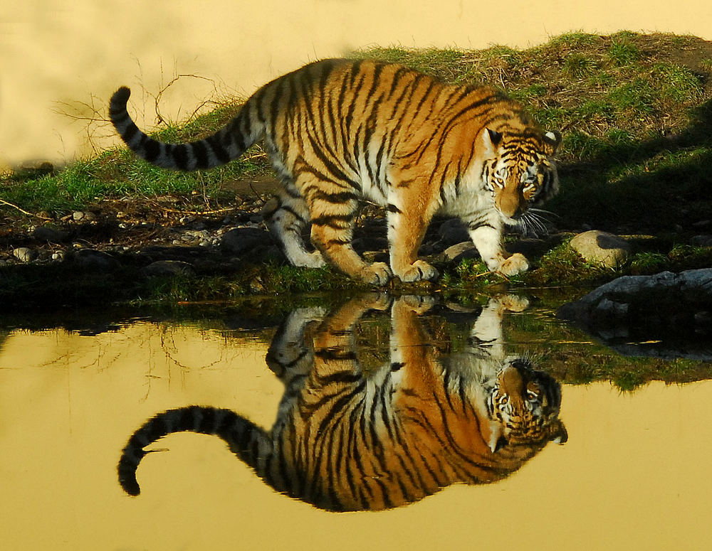 Tiger mal 2