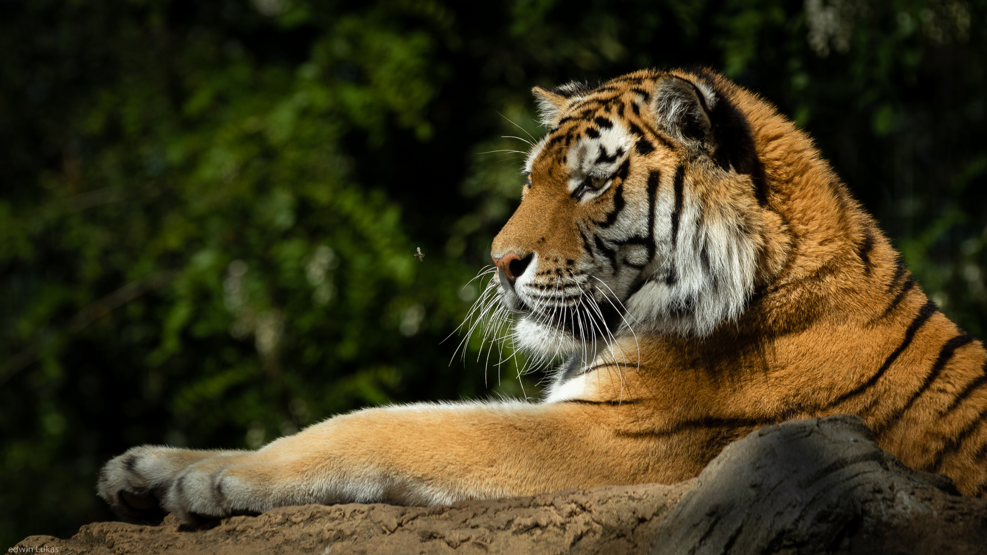 Tiger meets Bee