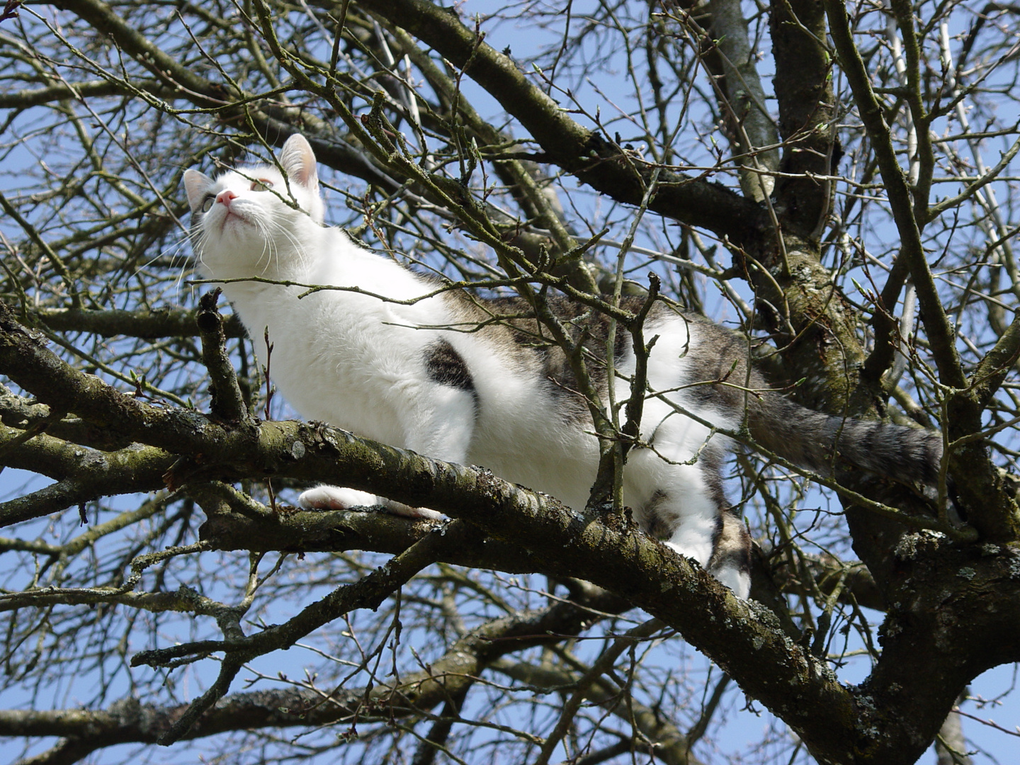 Tiger mein Kater