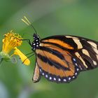 Tiger-Mimic Queen (Lycorea halia atergatis)