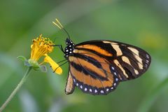 Tiger-Mimic Queen (Lycorea halia atergatis)