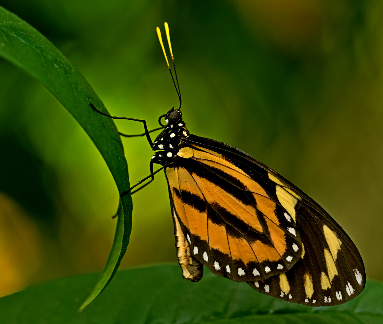 Tiger-Mimic Queen (Lycorea halia atergatis)